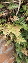 Selaginella involvens