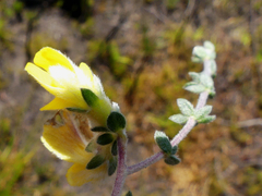 Aspalathus intervallaris