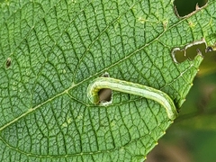 Chrysodeixis includens