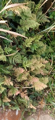 Selaginella involvens