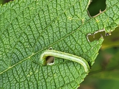 Chrysodeixis includens