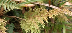 Selaginella involvens