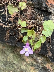 Cymbalaria muralis