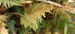 Selaginella involvens