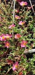 Portulaca