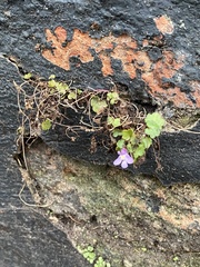 Cymbalaria muralis