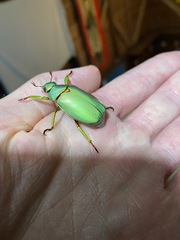 Chrysina