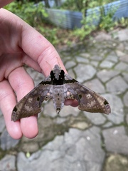 Adhemarius gannascus