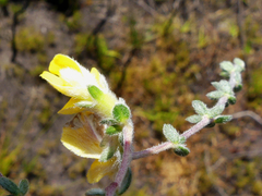 Aspalathus intervallaris
