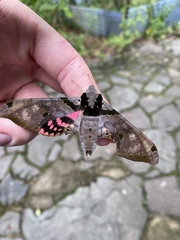 Adhemarius gannascus