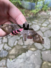 Adhemarius gannascus