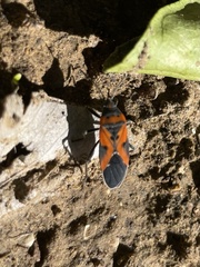 Lygaeus reclivatus