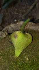 Annona muricata