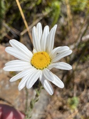 Osmitopsis asteriscoides