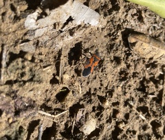 Lygaeus reclivatus