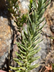 Osmitopsis asteriscoides