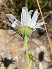 Osmitopsis asteriscoides
