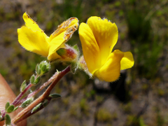 Aspalathus intervallaris