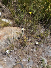 Osmitopsis asteriscoides