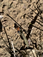 Lygaeus reclivatus