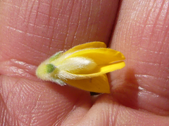 Aspalathus intervallaris