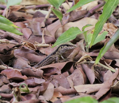 Ameiva ameiva