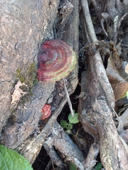 Ganoderma sessile