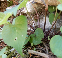 Viola canadensis
