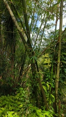 Bambusa vulgaris