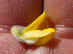 Aspalathus intervallaris