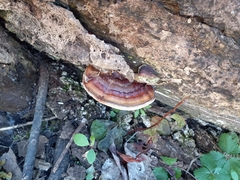 Ganoderma sessile