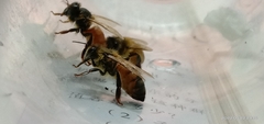 Apis mellifera