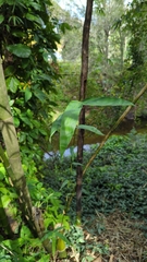 Bambusa vulgaris