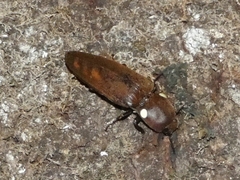 Pyrophorus