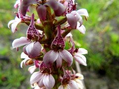 Satyrium rhynchanthum