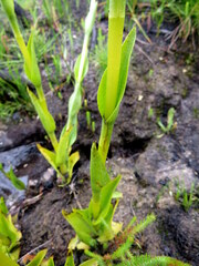 Satyrium rhynchanthum