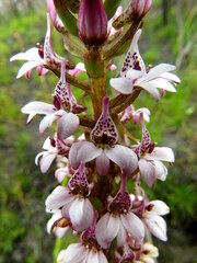 Satyrium rhynchanthum