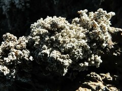 Stereocaulon saxatile