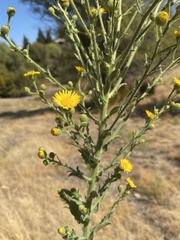 Heterotheca grandiflora