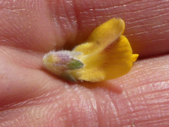 Aspalathus intervallaris