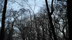 Meleagris gallopavo silvestris