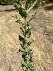 Heterotheca grandiflora