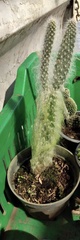 Opuntia senilis