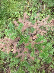 Abies sachalinensis