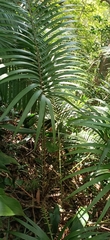 Calamus beccarii