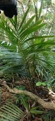 Calamus beccarii