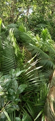 Calamus beccarii