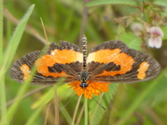 Acraea bonasia