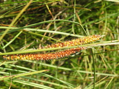Carex rostrata
