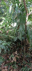 Calamus beccarii